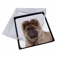 4x German Shepherd Puppy Picture Table Coasters Set in Gift Box