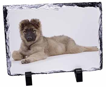 German Shepherd Puppy, Stunning Photo Slate