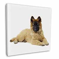 Belgian Shepherd Dog Square Canvas 12"x12" Wall Art Picture Print