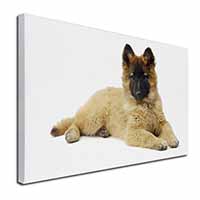 Belgian Shepherd Dog Canvas X-Large 30"x20" Wall Art Print