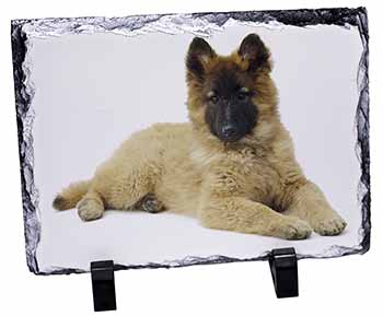 Belgian Shepherd Dog, Stunning Photo Slate