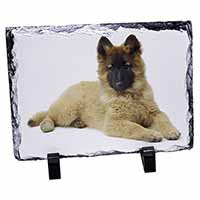 Belgian Shepherd Dog, Stunning Photo Slate