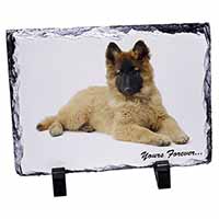 Belgian Tervuren Puppy Dog 