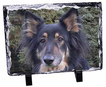 Tri-Colour German Shepherd, Stunning Photo Slate