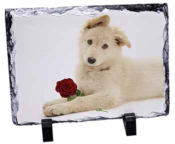 White German Shepherd with Rose, Stunning Photo Slate