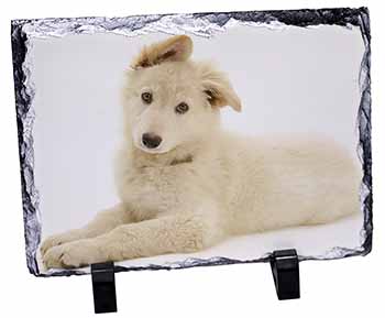 White German Shepherd, Stunning Photo Slate