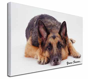 German Shepherd Dog 