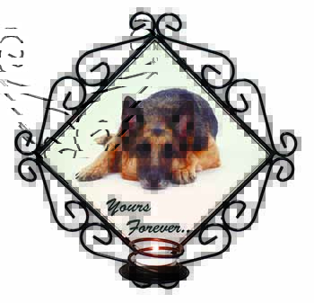 German Shepherd Dog 