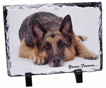 German Shepherd Dog 