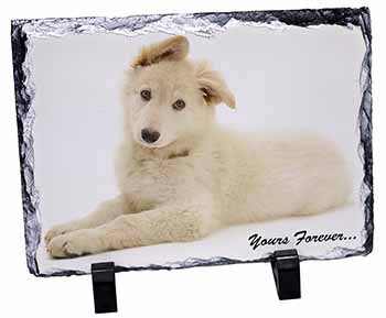 White German Shepherd 