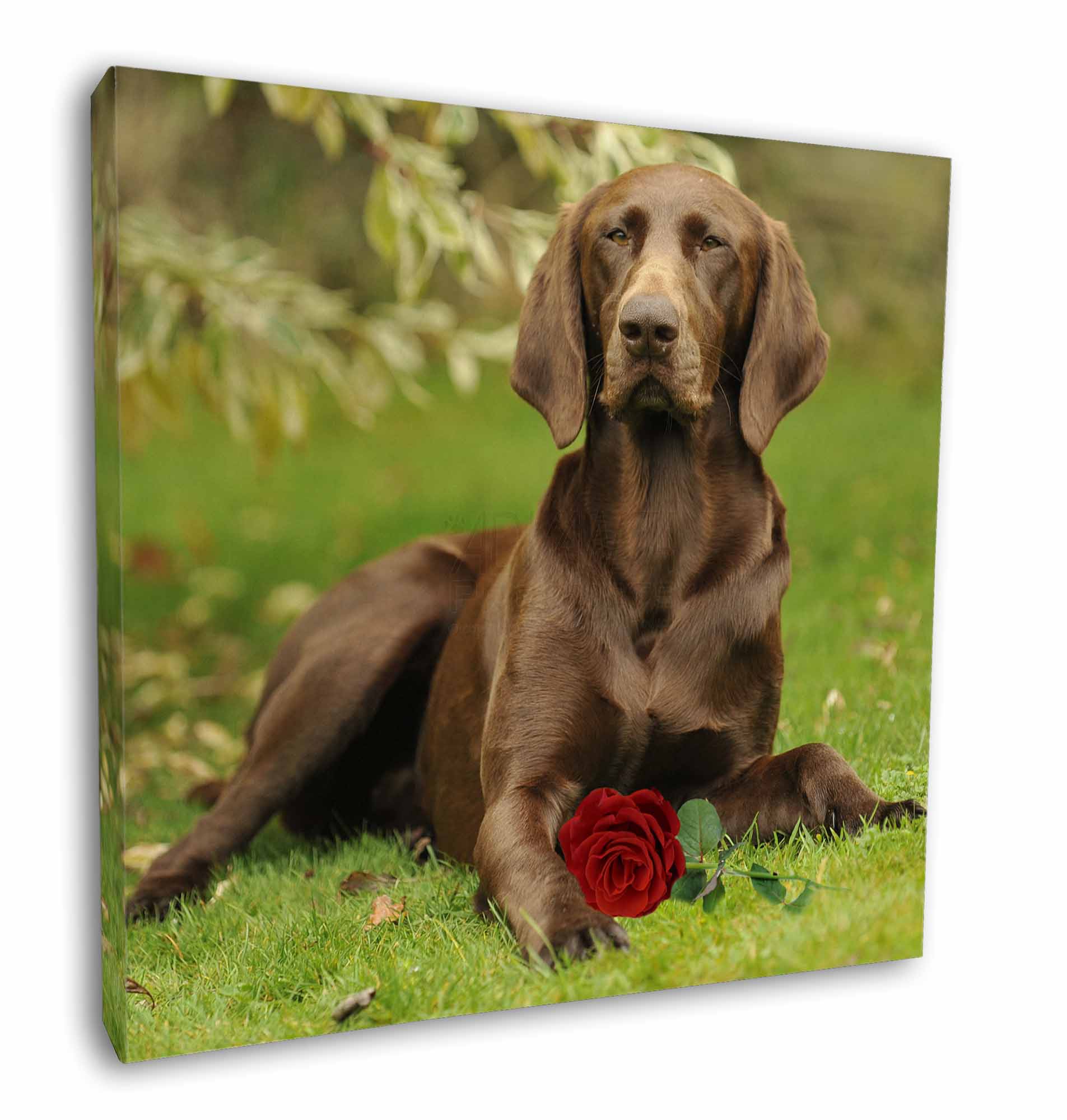German Shorthaired Pointer With Red Rose 12 X12 Wall Art Canvas D