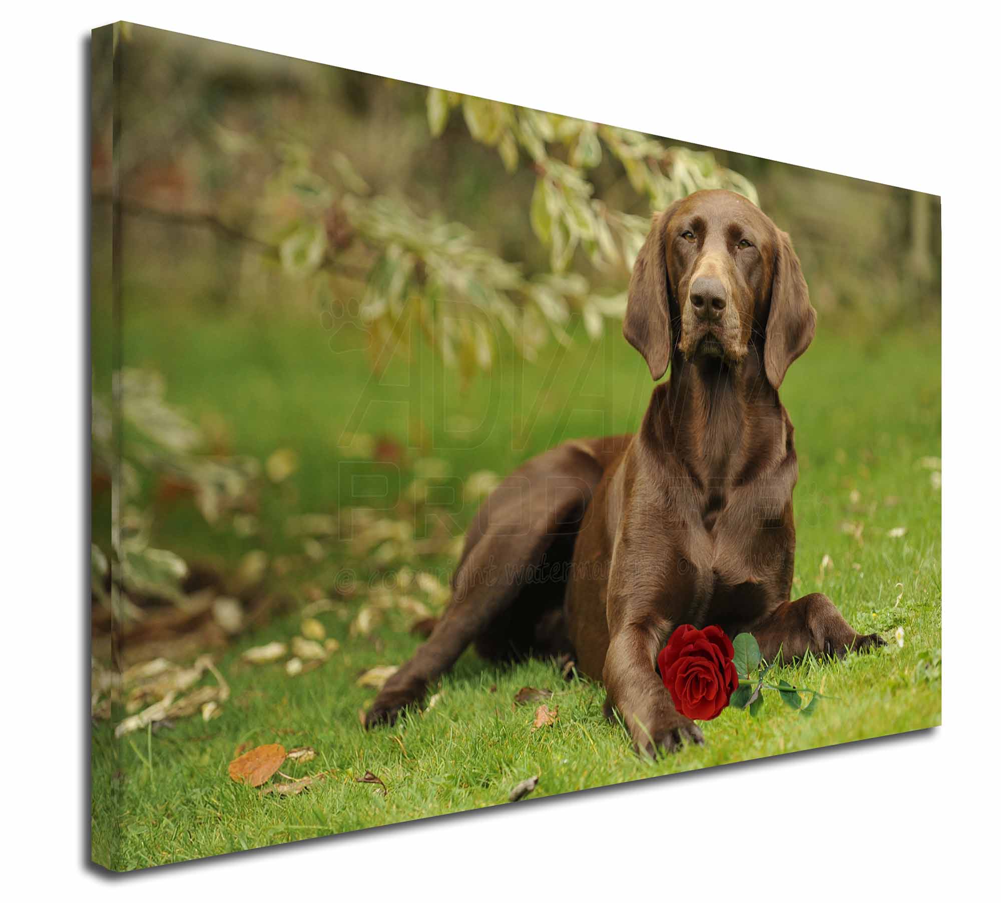 German Shorthaired Pointer With Red Rose 30 X20 Wall Art Canvas