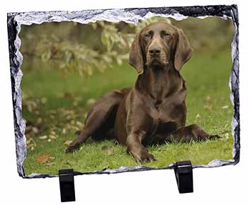 German Pointer Dog, Stunning Photo Slate