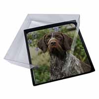 4x German Wirehaired Pointer Picture Table Coasters Set in Gift Box