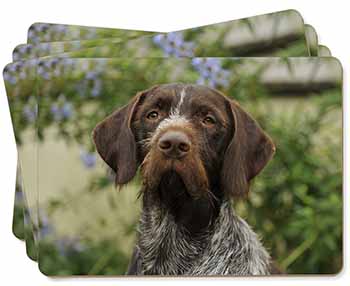 German Wirehaired Pointer Picture Placemats in Gift Box