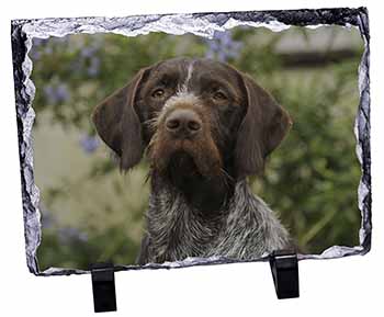 German Wirehaired Pointer, Stunning Photo Slate