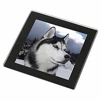 Siberian Husky Dog Black Rim High Quality Glass Coaster