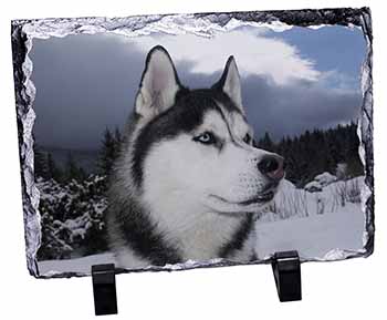 Siberian Husky Dog, Stunning Photo Slate