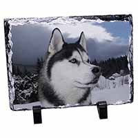 Siberian Husky Dog, Stunning Photo Slate