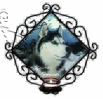 Siberian Husky Dog 