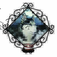 Siberian Husky Dog 