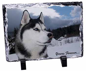 Siberian Husky Dog 