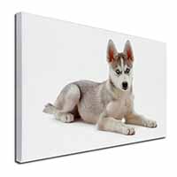 Siberian Husky Puppy Canvas X-Large 30"x20" Wall Art Print
