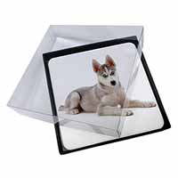 4x Siberian Husky Puppy Picture Table Coasters Set in Gift Box