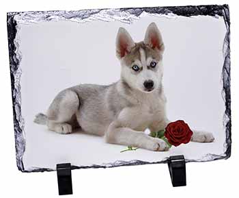 Siberian Husky with Red Rose, Stunning Photo Slate