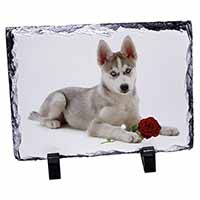 Siberian Husky with Red Rose, Stunning Photo Slate