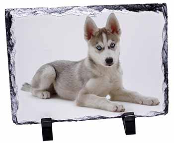 Siberian Husky Puppy, Stunning Photo Slate