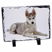 Siberian Husky Puppy, Stunning Photo Slate Printed Full Colour - Advanta Group®