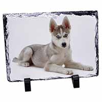 Siberian Husky Puppy, Stunning Photo Slate