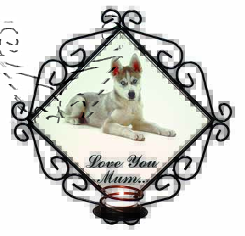 Siberian Husky Dog 