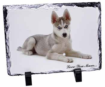 Siberian Husky Dog 