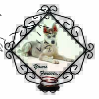 Husky 