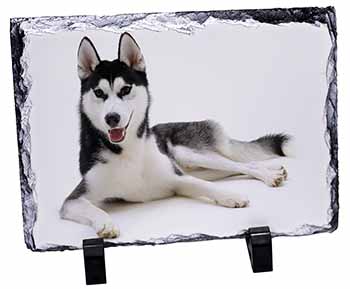 Siberian Husky Dog, Stunning Photo Slate