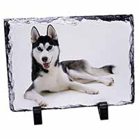 Siberian Husky Dog, Stunning Photo Slate