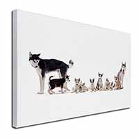 Siberian Huskies Canvas X-Large 30"x20" Wall Art Print