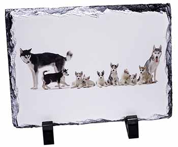 Siberian Huskies, Stunning Photo Slate