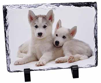 Siberian Huskies, Stunning Photo Slate