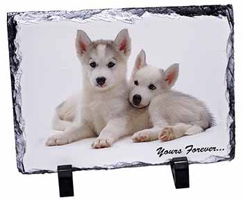 Husky Puppies 