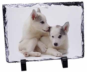 Siberian Husky, Stunning Photo Slate