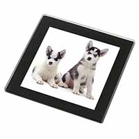 Siberian Huskies Black Rim High Quality Glass Coaster