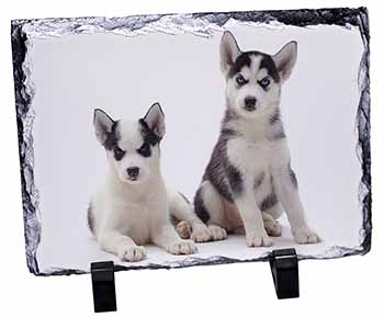 Siberian Huskies, Stunning Photo Slate