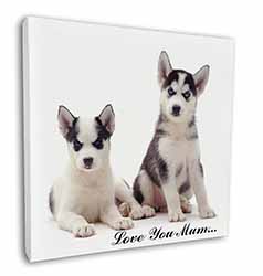 Siberian Huskies 