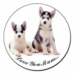 Siberian Huskies 