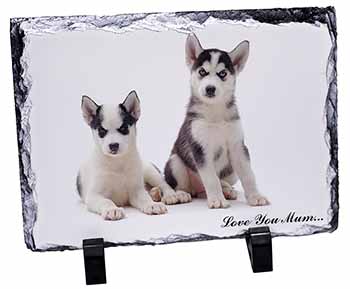 Siberian Huskies 