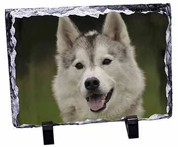 Siberian Husky Dog, Stunning Photo Slate
