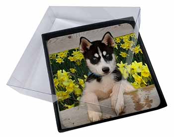 4x Siberian Husky by Daffodils Picture Table Coasters Set in Gift Box